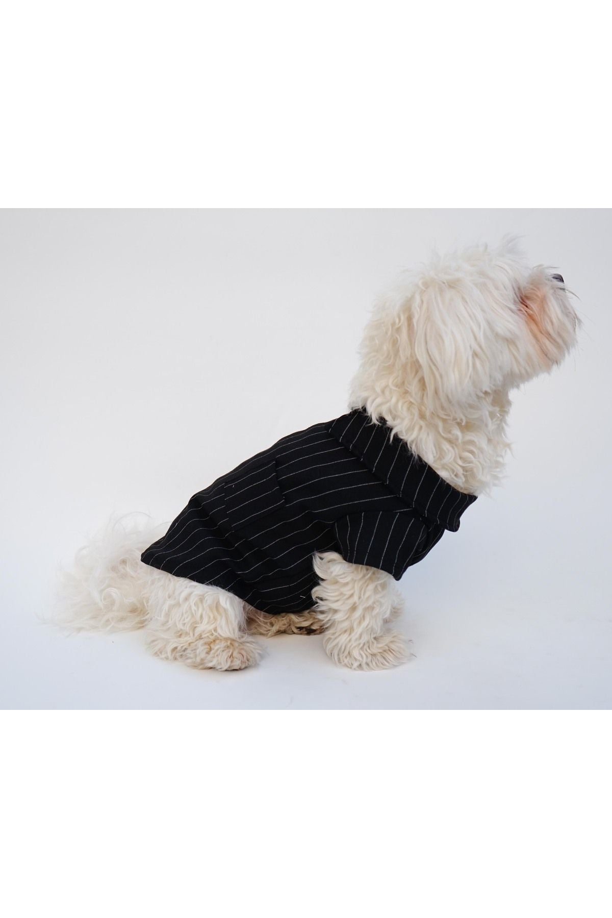 Kedi ve Köpek Kıyafeti & Elbisesi - Siyah Beyaz Çizgili Yakalı T-Shirt